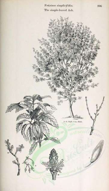 botanical-06612 - black-and-white Simple-leaved Ash, fraxinus simplicifolia