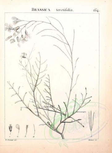 botanical-07507 - black-and-white 026-brassica teretifolia
