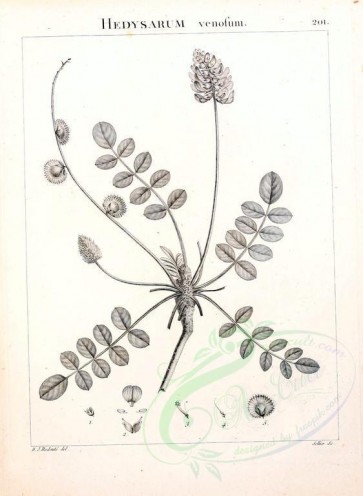 botanical-07532 - black-and-white 051-hedysarum venosum