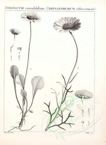 botanical-07553 - black-and-white 072-doronicum rotundifolium, chrysanthemum trifurcatum