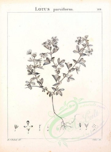 botanical-07603 - black-and-white 122-lotus parviflorus