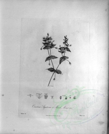 botanical-07667 - black-and-white 034-Marsh Mouse-ear, cerastium aquaticum