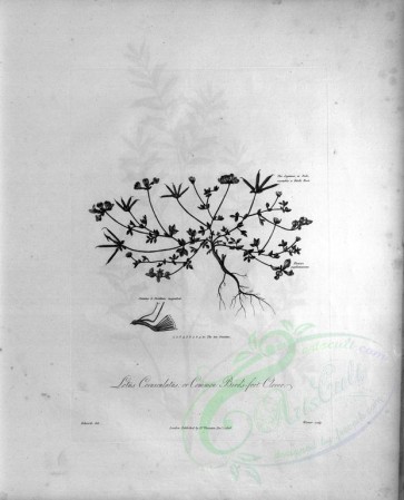 botanical-07678 - black-and-white 045-Common Bird's-foot Clover, lotus corniculatus
