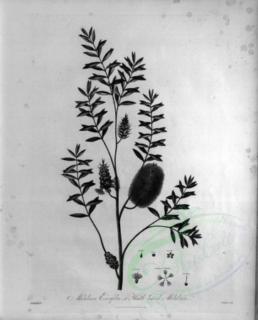 botanical-07679 - black-and-white 046-Heath-leaved Melaleuca, melaleuca ericifolia