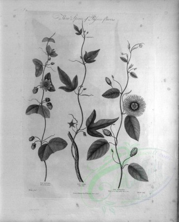 botanical-07681 - black-and-white 048-Passion-Flower