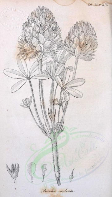 botanical-07773 - black-and-white 010-psoralea esculenta
