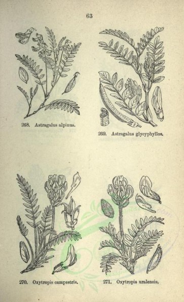 botanical-07849 - black-and-white 063-oxytropis campestris, oxytropis uralensis, astragalus alpinus, astragalus glycyphyllos
