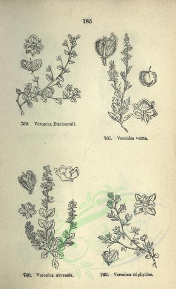 botanical-07971 - black-and-white 185-veronica buxbaumii, veronica verna, veronica arvensis, veronica triphyllos