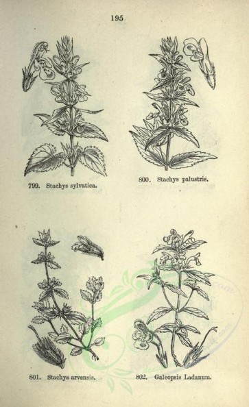 botanical-07981 - black-and-white 195-stachys sylvatica, stachys palustris, stachys arvensis, galeopsis ladanum