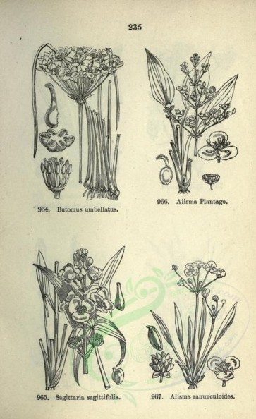 botanical-08021 - black-and-white 235-butomus umbellatus, alisma plantago, sagittaria sagittifolia, alisma ranunculoides