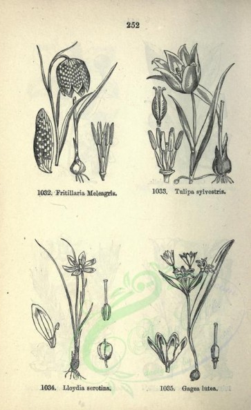 botanical-08038 - black-and-white 252-fritillaria meleagris, tulipa sylvestris, lloydia serotina, gagea lutea