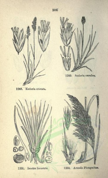 botanical-08092 - black-and-white 306-kaeleria cristata, isoetes locustris, sesleria caerulea, arundo phragmites