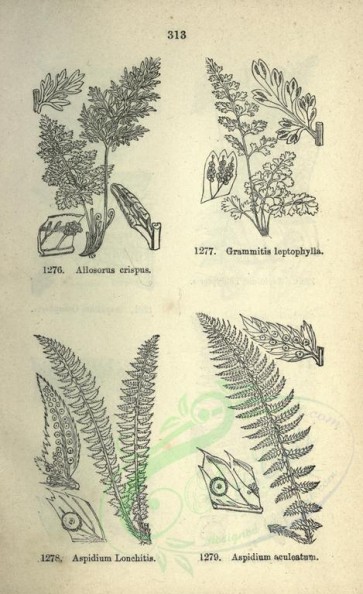 botanical-08099 - black-and-white 313-allosurus crispus, aspidium lonchitis, grammitis leptophylla, aspidium aculeatum