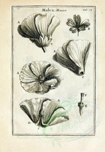 botanical-08129 - black-and-white 023-botanical floral fragments, malva