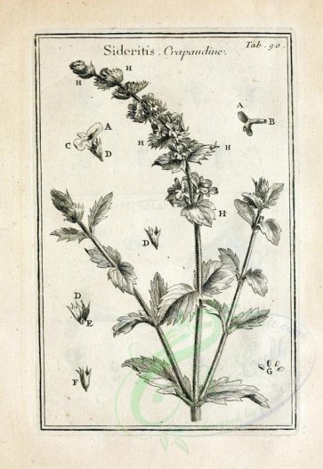 botanical-08196 - black-and-white 090-botanical floral fragments, sideritis