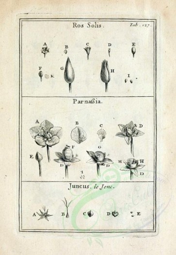 botanical-08233 - black-and-white 127-botanical floral fragments, parnassia, juncus