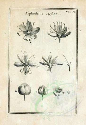 botanical-08284 - black-and-white 178-botanical floral fragments, asphodelus