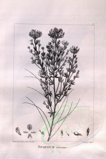 botanical-08383 - black-and-white 011-spartium sericeum