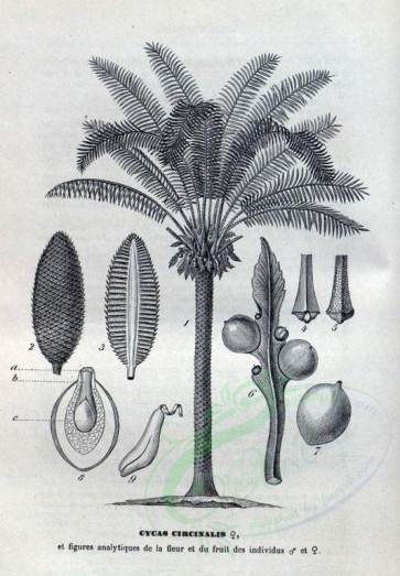 botanical-08552 - black-and-white 001-cycas circinalis