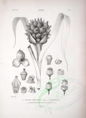 botanical-08584 - black-and-white 031-vinsonia pervilleana, vinsonia drupacea, dorystigma madagascariense