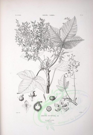 botanical-08634 - black-and-white 081-obetia ficifolia