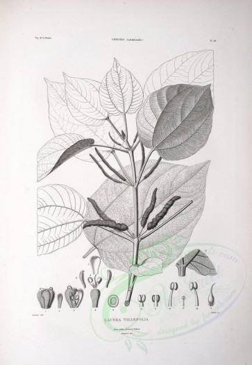 botanical-08640 - black-and-white 087-laurea tiliaefolia