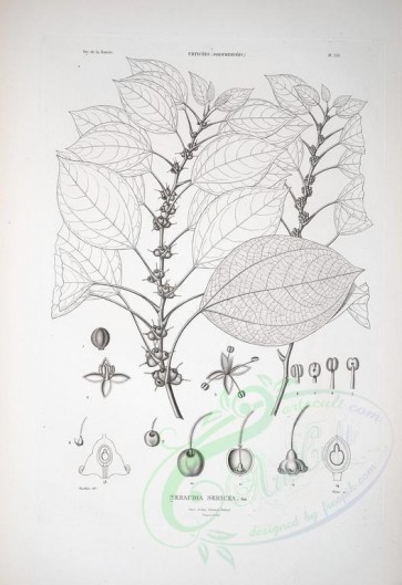 botanical-08685 - black-and-white 132-neraudia sericea