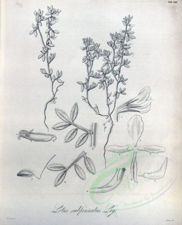 botanical-08710 - black-and-white 008-lotus subpinnatus