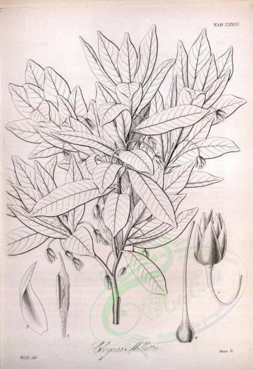 botanical-08736 - black-and-white 034-cleyera millettii