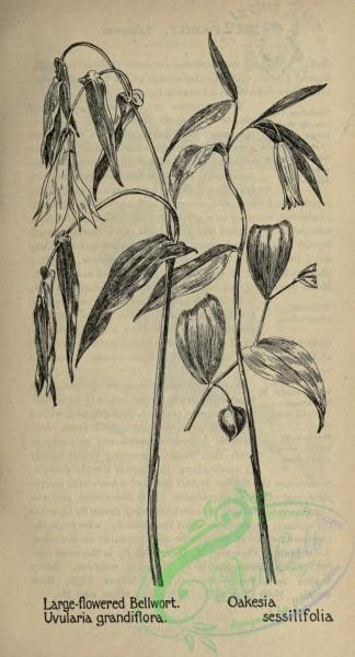 botanical-09728 - black-and-white 019-Large-flowered Bellwort, uvularia grandiflora, oakesia sessilifolia