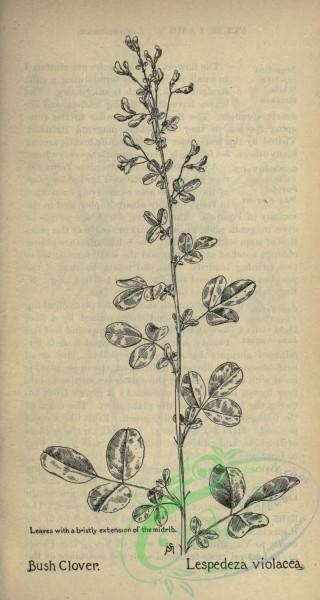 botanical-09818 - black-and-white 109-Bush Clover, lespedeza violacea