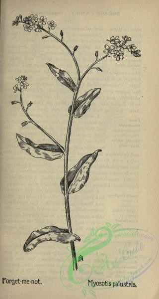 botanical-09895 - black-and-white 186-Forget-me-not, myosotis palustris