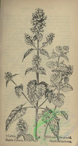 botanical-09905 - black-and-white 196-Catnip, nepeta cataria, Gill-over-the-ground, nepeta glechoma