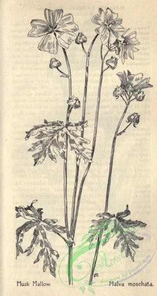 botanical-10104 - black-and-white 660-Musk Mallow, malva moschata
