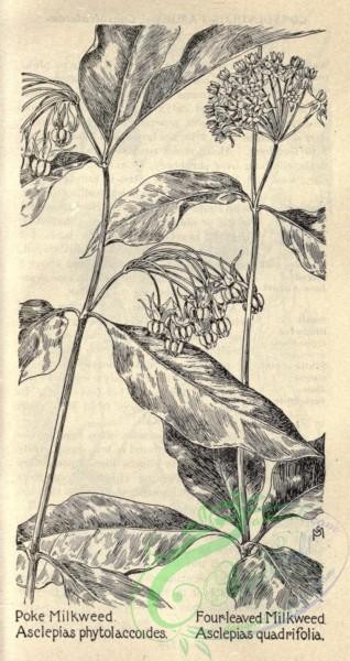 botanical-10157 - black-and-white 713-Poke Milkweed, asclepias phytolaccoides, Four-leaved Milkweed, asclepias quadrifolia