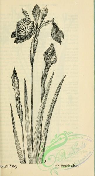 botanical-10270 - black-and-white 294-Blue Flag, iris versicolor