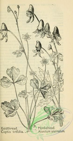 botanical-10313 - black-and-white 337-Goldthread, coptis trifolia, Monkshood, aconitum uncinatum