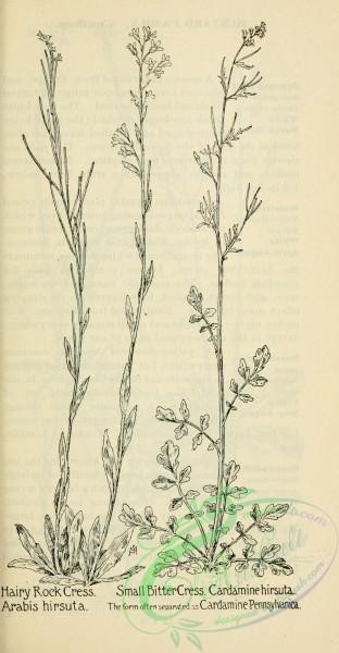 botanical-10323 - black-and-white 347-Hairy Rock Cress, arabis hirsuta, Small Bitter Cress, cardamine hirsuta