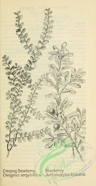 botanical-10403 - black-and-white 427-Creeping Snowberry, chiogenes serpyllifolia, Bearberry, arctostaphylos uva-ursi