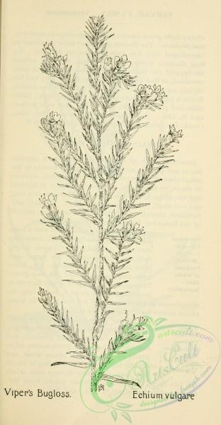 botanical-10429 - black-and-white 453-Viper's Bugloss, echium vulgare
