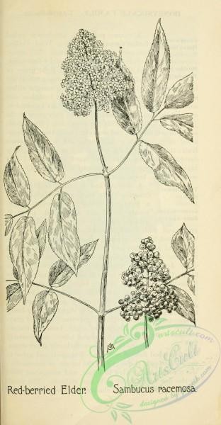 botanical-10460 - black-and-white 484-Red-berried Elder, sambucus racemosa