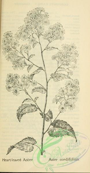 botanical-10481 - black-and-white 505-Heart-leaved Aster, aster cordifolius
