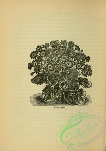 botanical-10566 - black-and-white 857-Cineraria