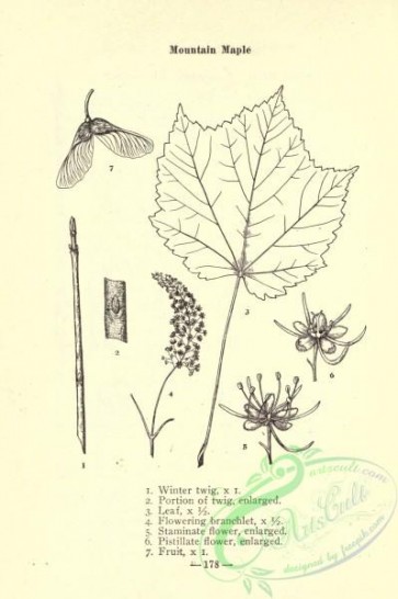 botanical-10755 - black-and-white 170-Mountain Maple