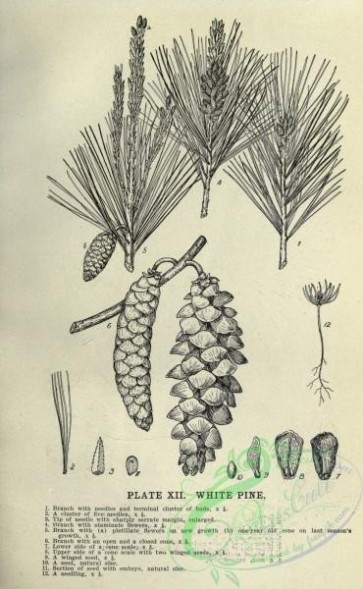 botanical-10784 - black-and-white 199-White Pine