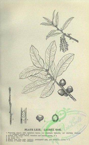 botanical-10841 - black-and-white 256-Laurel Oak