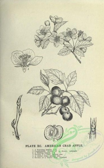 botanical-10862 - black-and-white 277-American Crab Apple