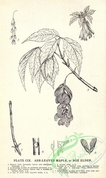 botanical-10999 - black-and-white 414-Ash-leaved Maple or Box Elder