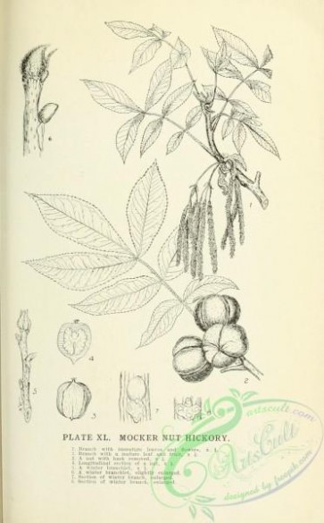 botanical-11057 - black-and-white 472-Mocker Nut Hickory