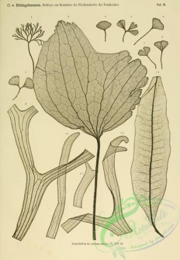 botanical-11228 - black-and-white 643-Leaves, Leaf